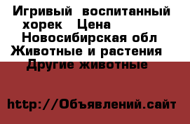 Игривый, воспитанный хорек › Цена ­ 1 500 - Новосибирская обл. Животные и растения » Другие животные   